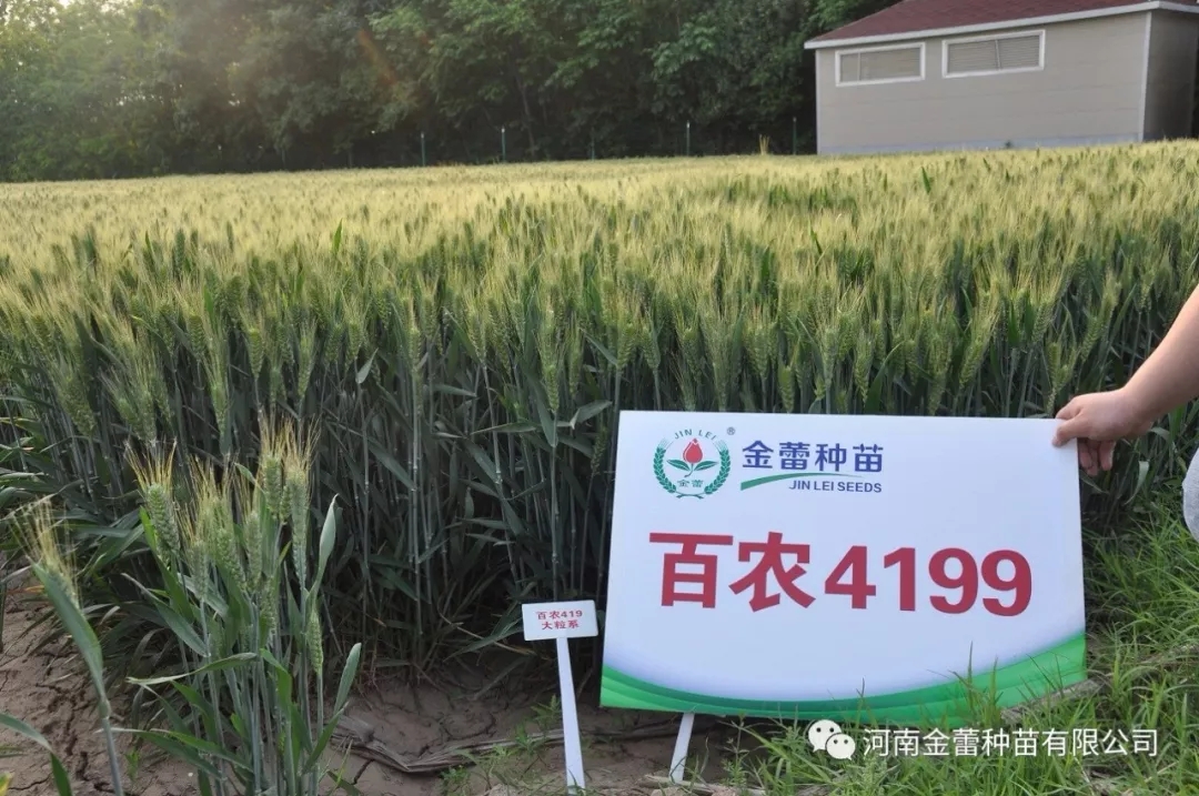 高光效品種，“逆天小麥”——金蕾百農(nóng)4199