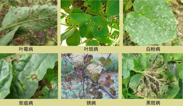 葉片發(fā)黃，是缺素還是病害？80%的人都分不清
